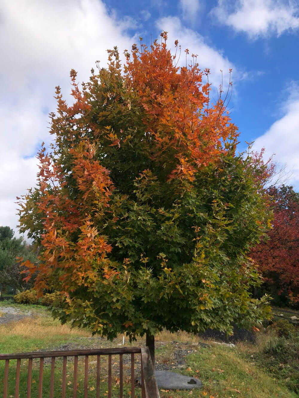 A maple tree at Blue Cliff Monastery in New York during autumn.