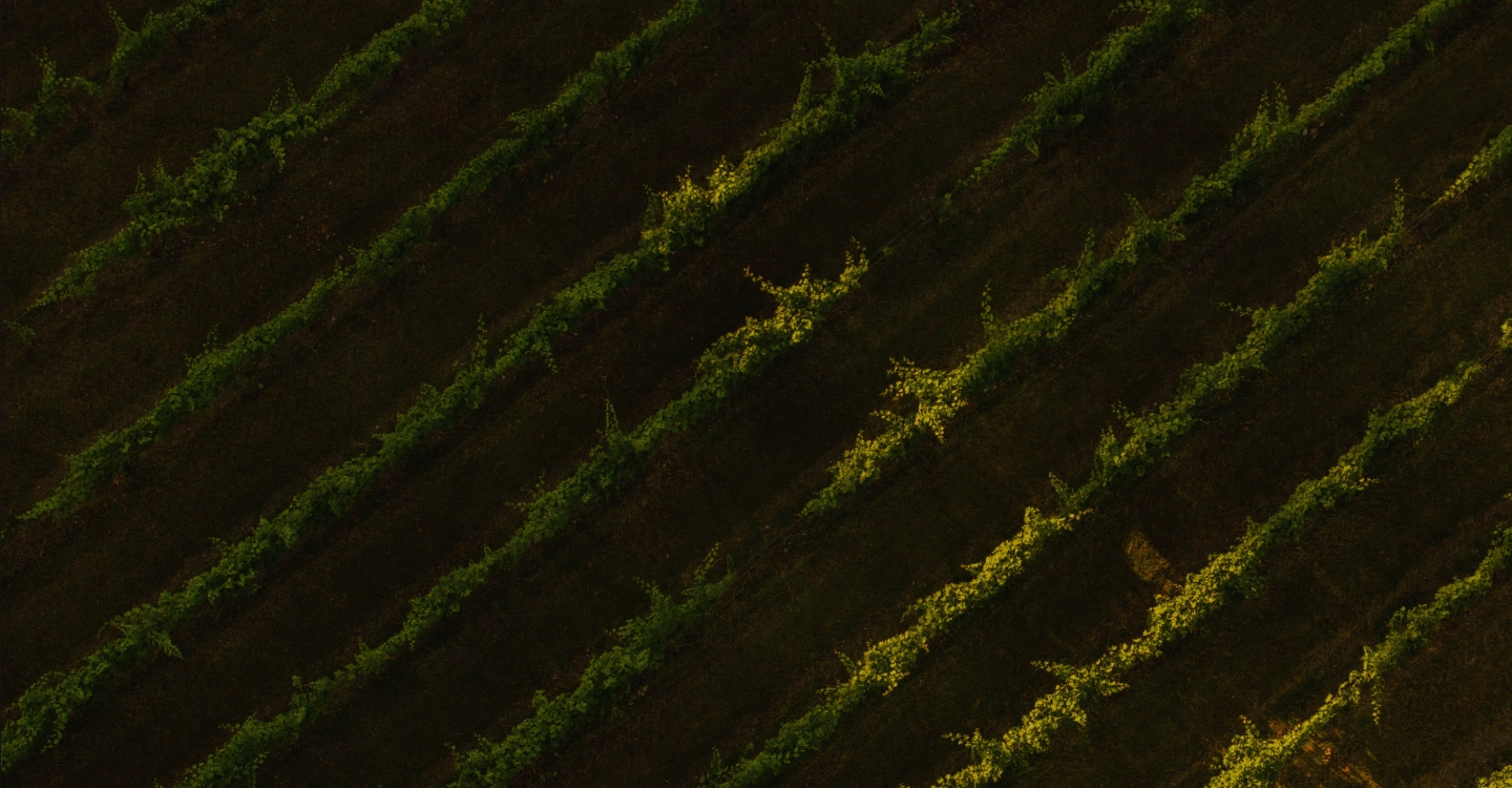 Tenuta Casucci estate in Tuscany