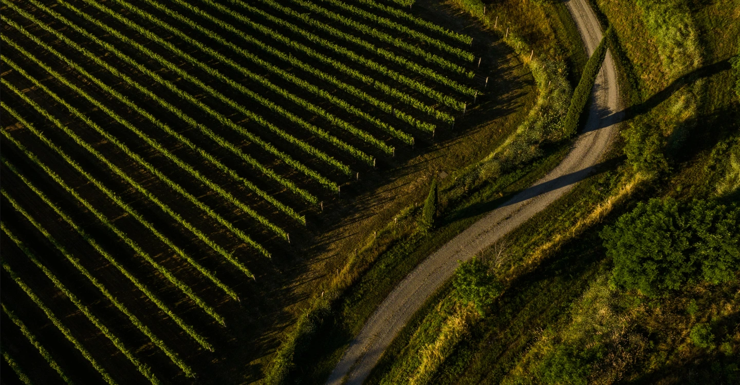 Tenuta Casucci estate in Tuscany