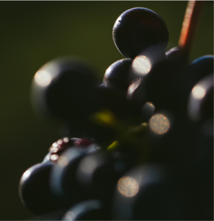 Grapes growing on the vine at Tenuta Casucci