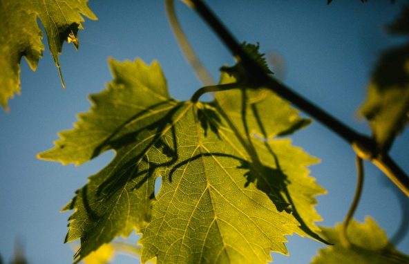 Grapevine leaves at Tenuta Casucci