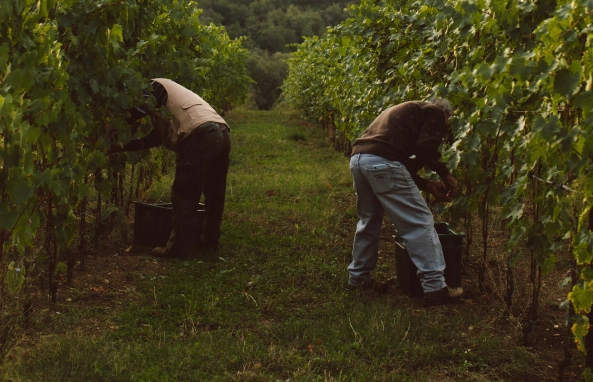 Workers during the vendemmia at Tenuta Casucci