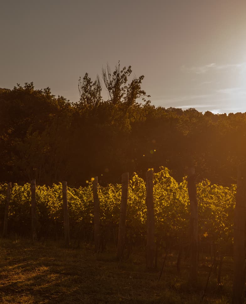 Views of the Tenuta Casucci estate, vineyards, grapes, and people working in the fields