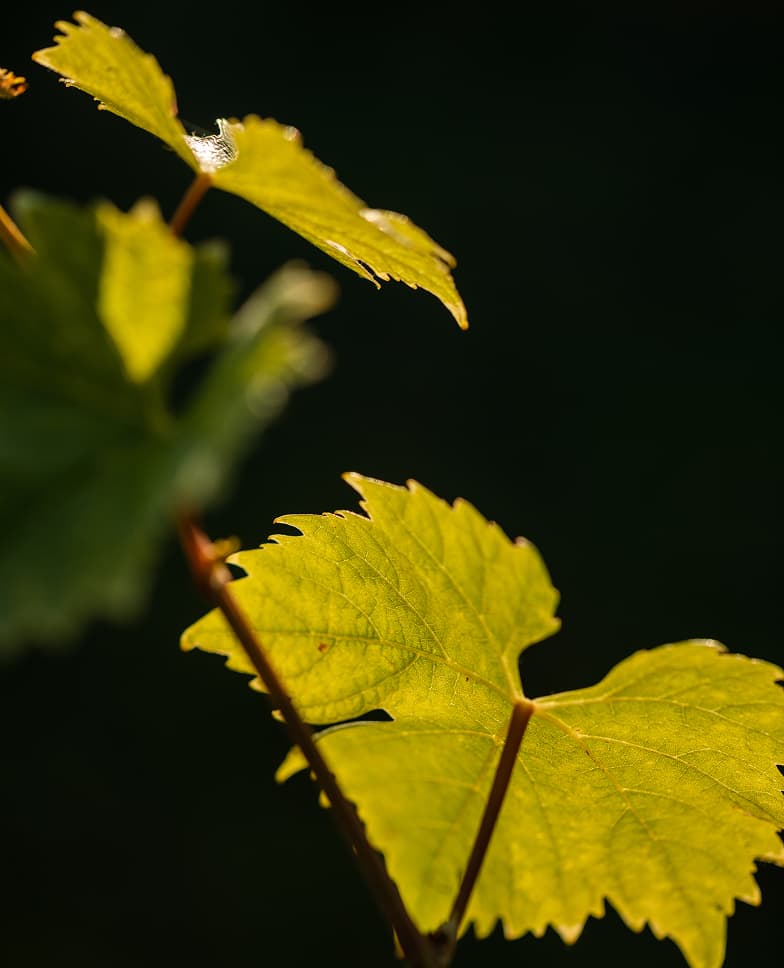 Views of the Tenuta Casucci estate, vineyards, grapes, and people working in the fields