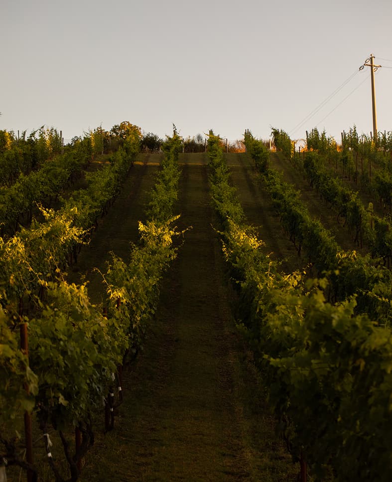 Views of the Tenuta Casucci estate, vineyards, grapes, and people working in the fields