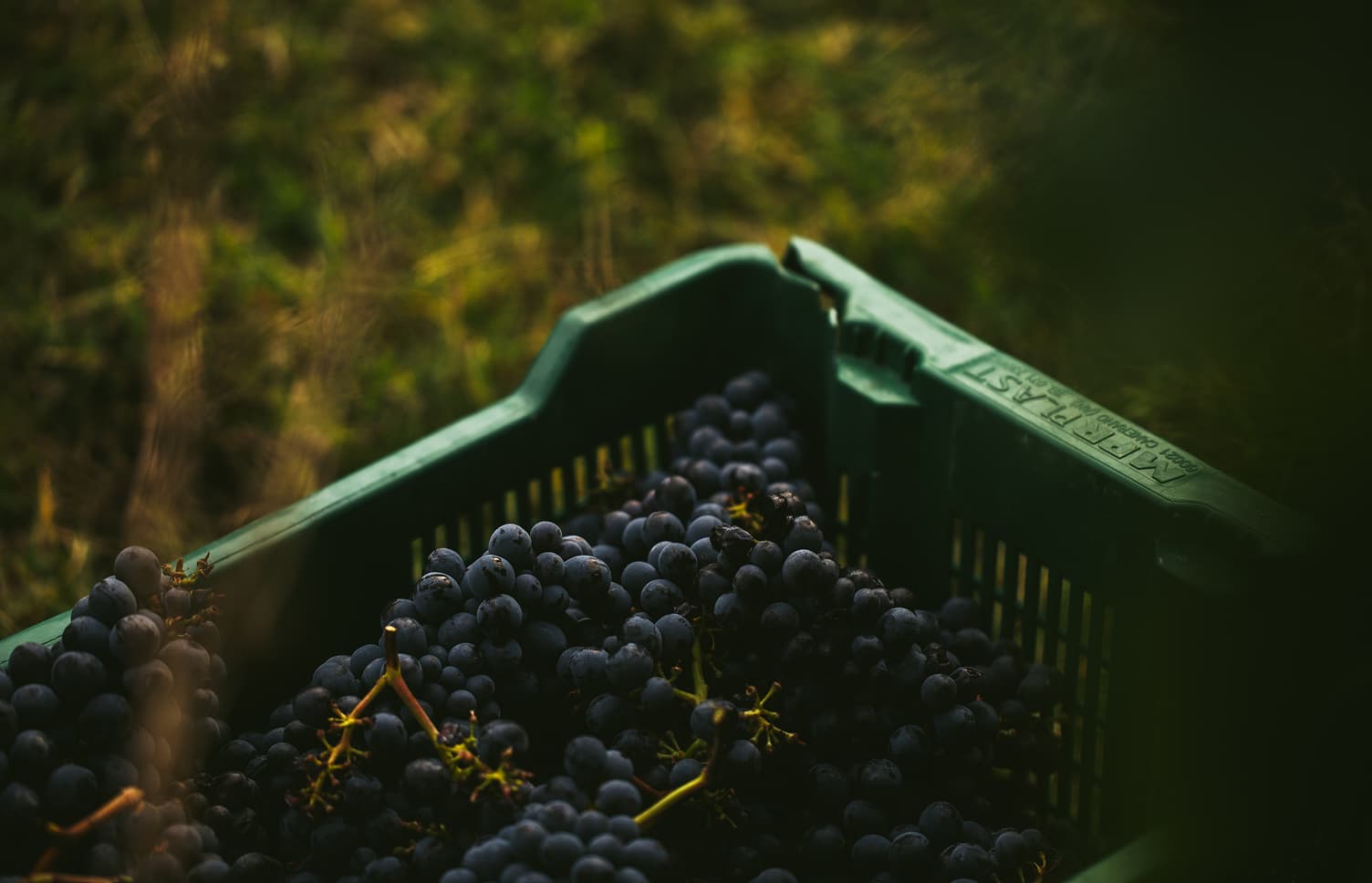 Views of the Tenuta Casucci estate, vineyards, grapes, and people working in the fields