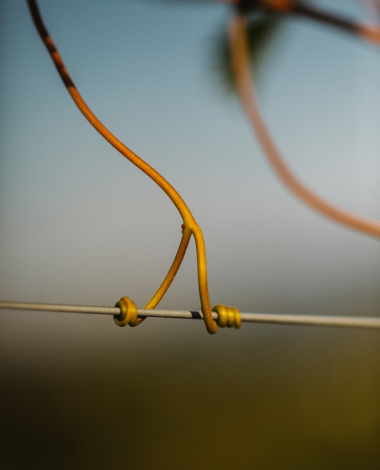 Views of the Tenuta Casucci estate, vineyards, grapes, and people working in the fields