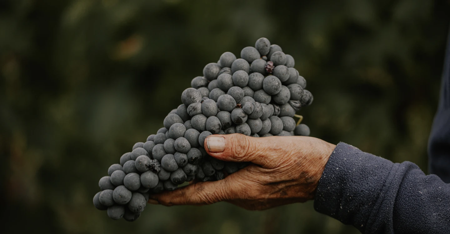 A hand holding a bunch of grapes