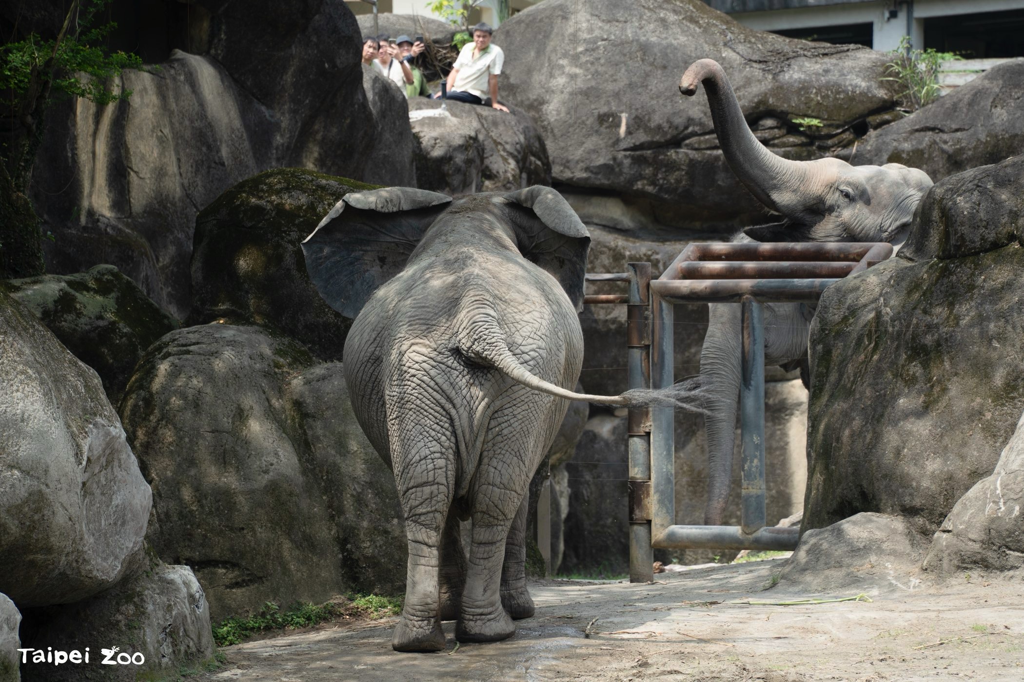 Image courtesy of the Taipei Zoo.