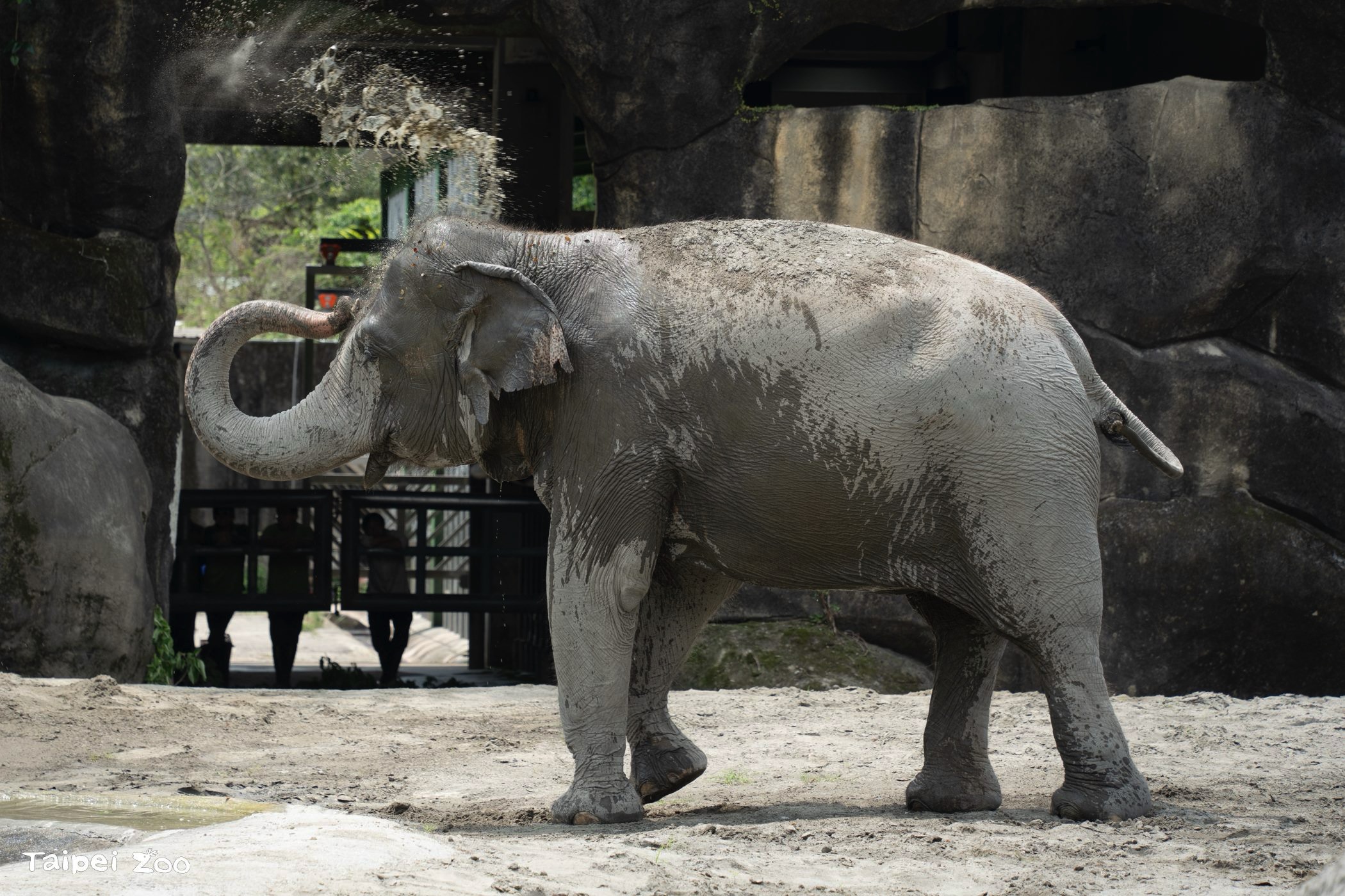 Image courtesy of the Taipei Zoo.