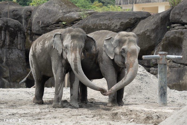 Asian, African elephants go trunk-to-trunk in rare Taipei Zoo encounter