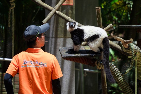 Night at the Zoo: A Journey of Light and Shadow