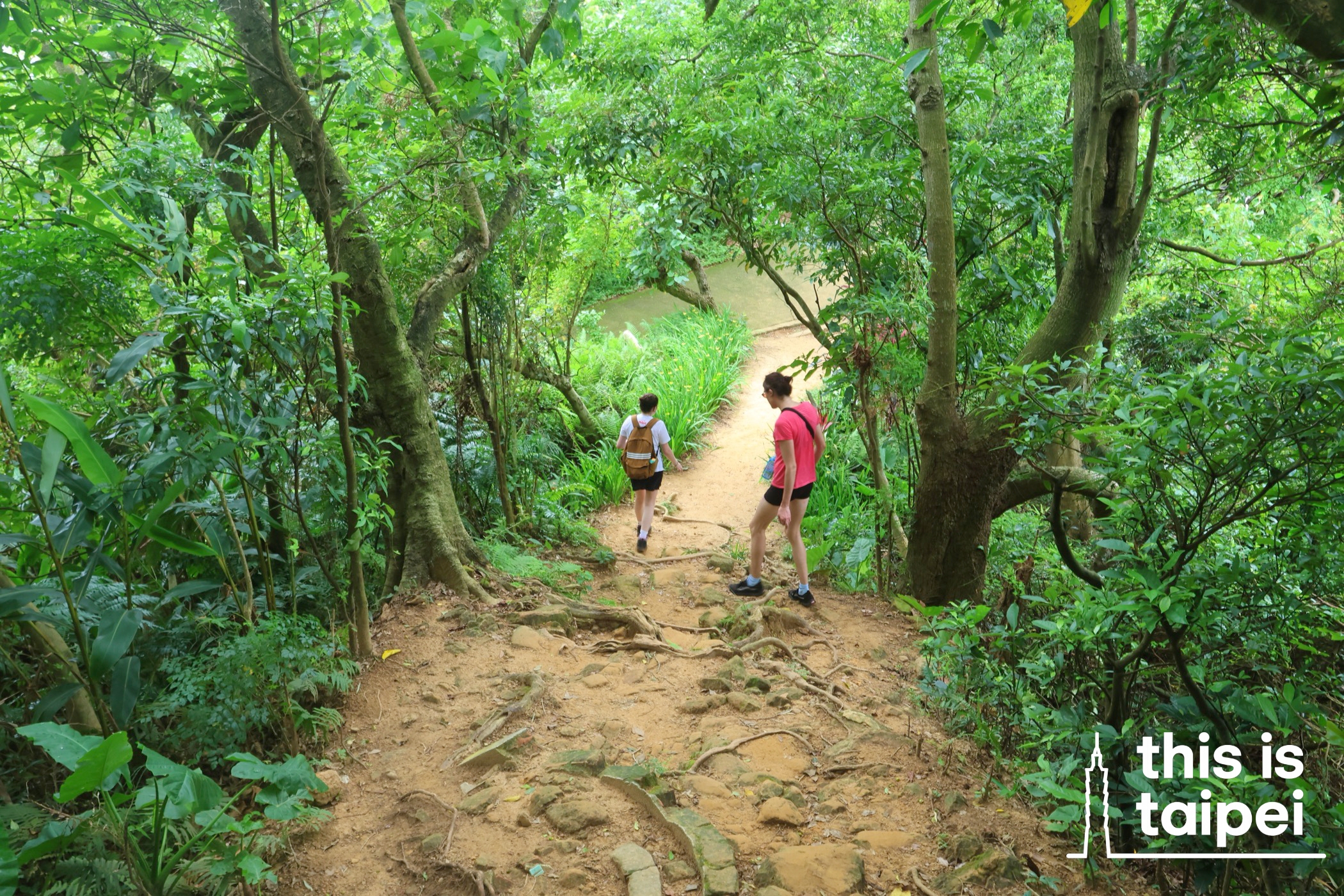 Hiking trails around Zhongpu Mountain East Peak in Daan District. (Photo by KB, July 2025 / © This Is Taipei)