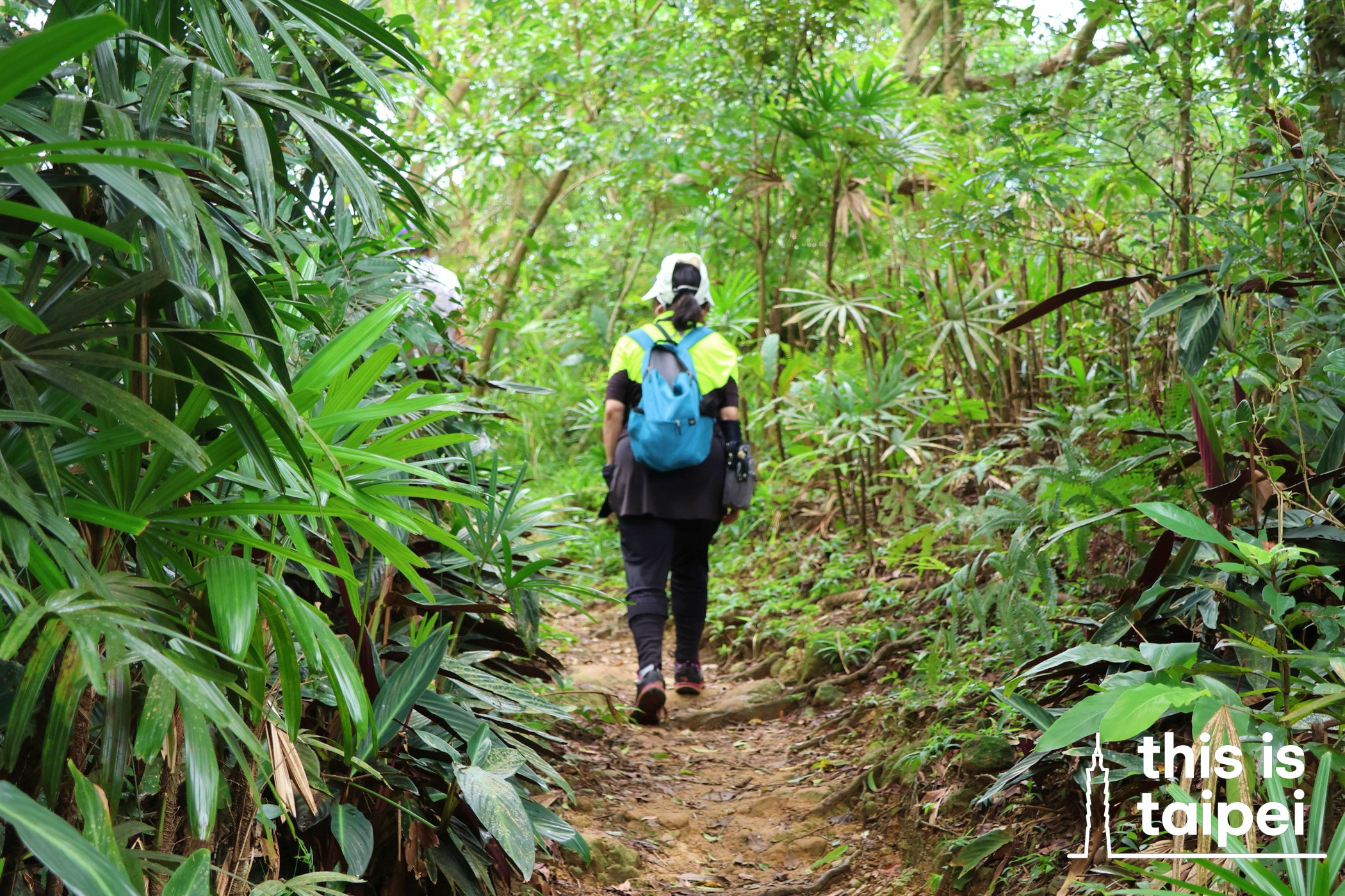 A mountain trail in Taipei. (Photo by This is Taipei, July 2025 / © This Is Taipei)