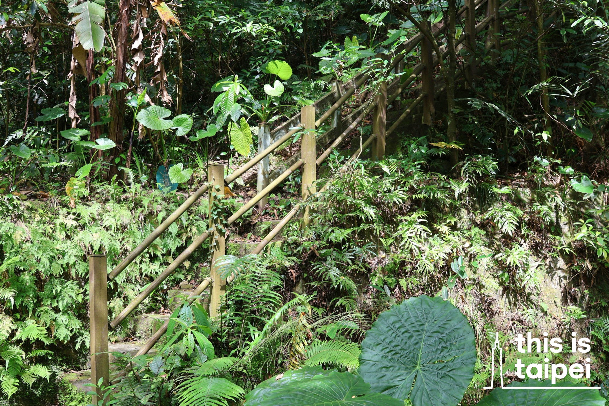 Fuyang Eco Park in Daan District. (Photos by KB, July 2026 / © This Is Taipei)