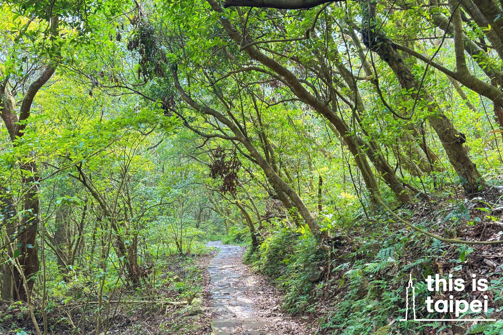 Taipei Grand Trail Section 5. (Photo by ES, July 2025 / © This Is Taipei)