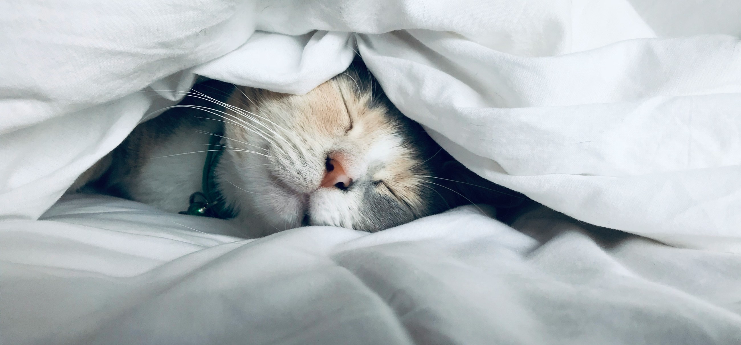 A cat asleep under a white duvet
