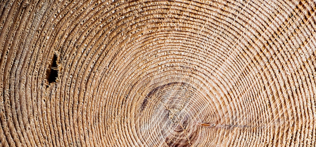 A tree trunk cross-section showing concentric growth rings