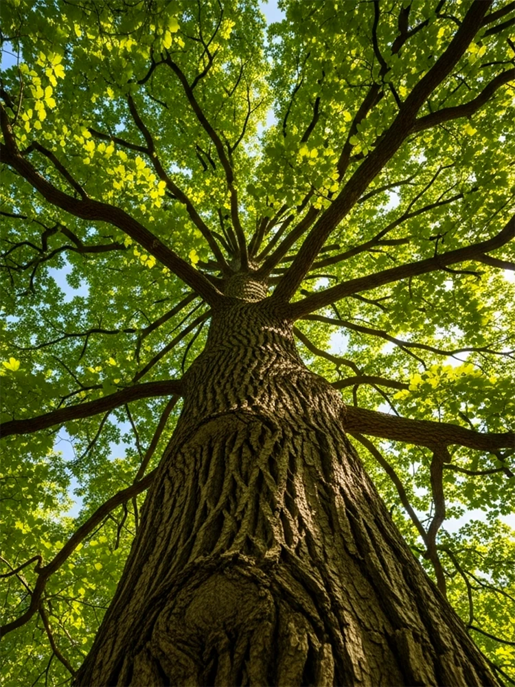 big tree