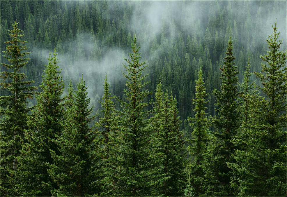 image of trees in fog