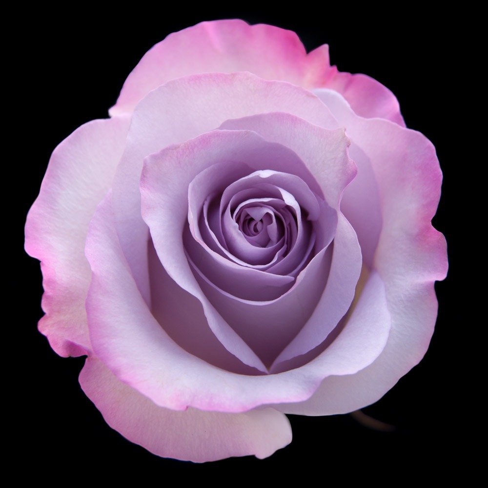 Lavender Wiccan rose flower with a hazy magical glow, used in sacred readings.