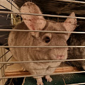 mister please