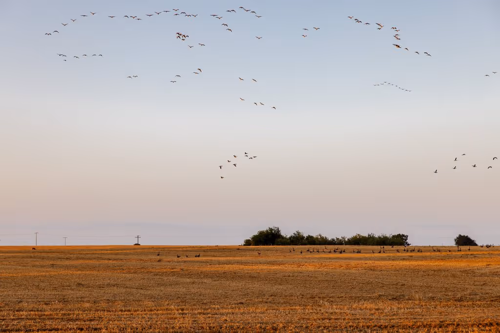 Blick in die Natur auf Rügen von der NORI Cabin.