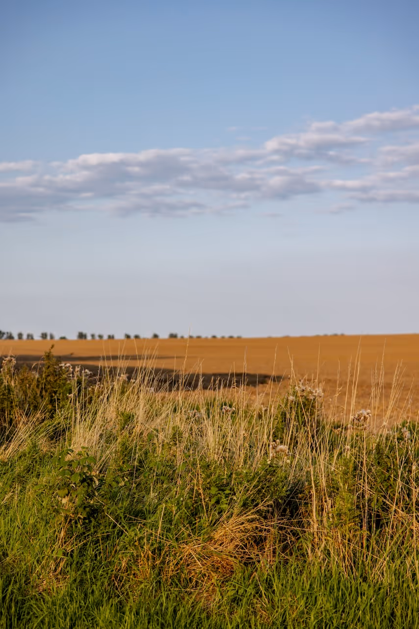 Aussicht über die Felder von der NORI Cabin auf Rügen
