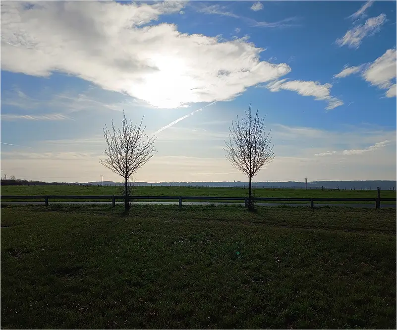 Weide met twee bomen
