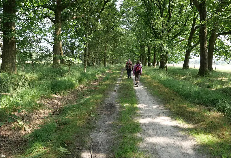 Wandelen op een pad door een bos in de zomer