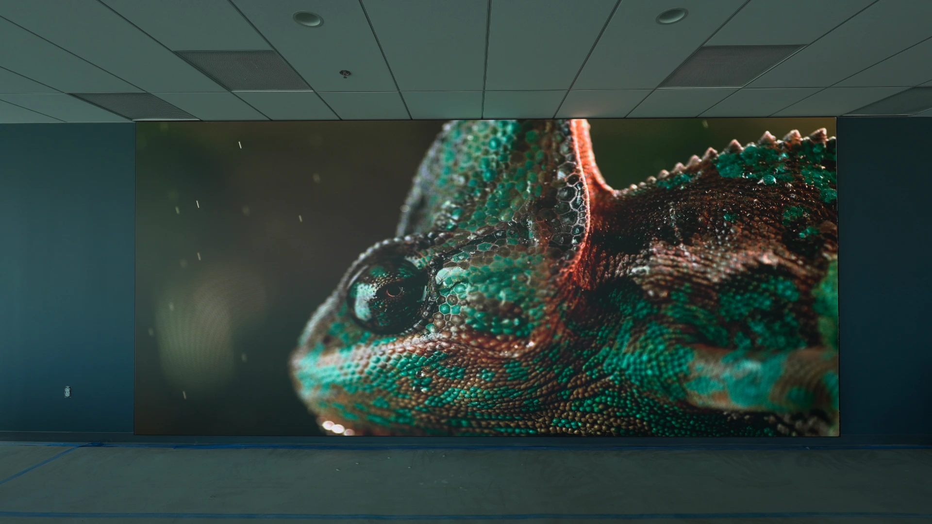 CMG Visuals indoor LED wall displaying a vivid wildlife closeup.