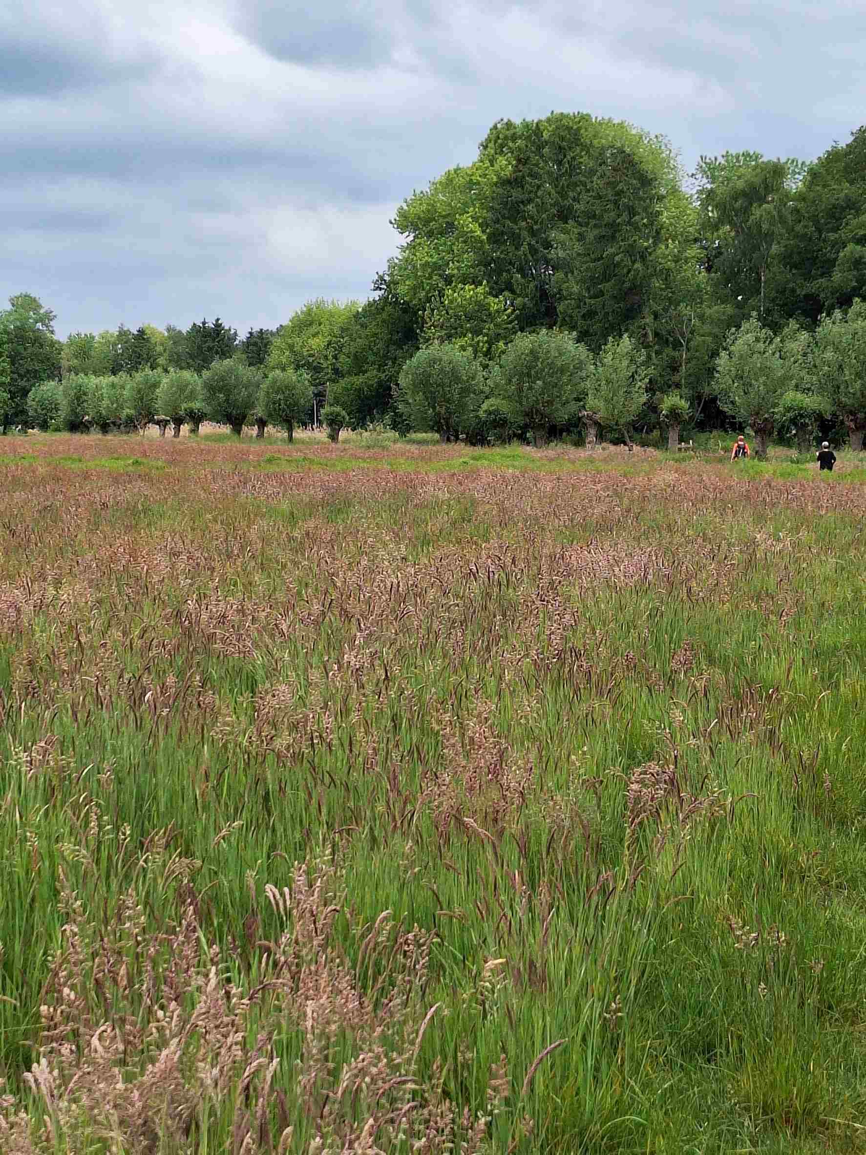 Borkel (NL)