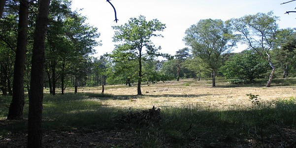 Bolderberg