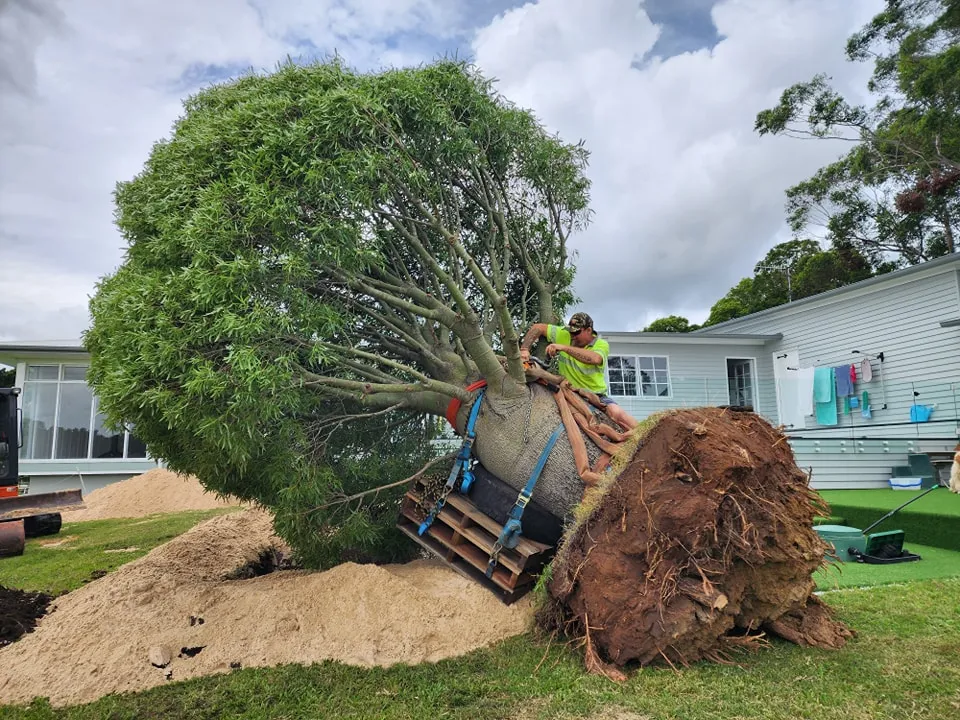 A large tree being replanted in a yard.