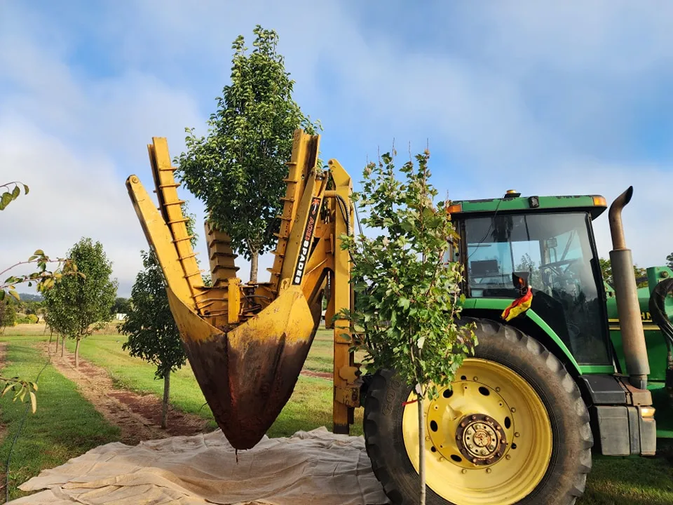 A tree spade lifts a tree for transplanting.
