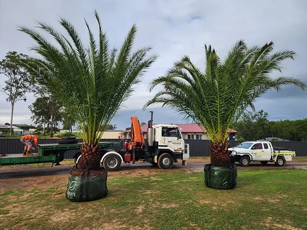 Two large palm trees in grow bags sit on grass near trucks and a worker on a flatbed trailer.