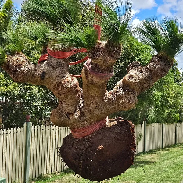 Large uprooted grass tree suspended by red straps with exposed root ball above grassy yard.