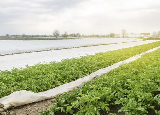 We have worked extensively from farm to fork issues ranging from land use and agricultural inputs, to seed and crop protection technologies and regulation around product formulation, packaging, labelling, marketing & sales. We also have significant and wide-ranging experience in the alcoholic beverages sector, providing support to clients on trade, tariffs and tax.