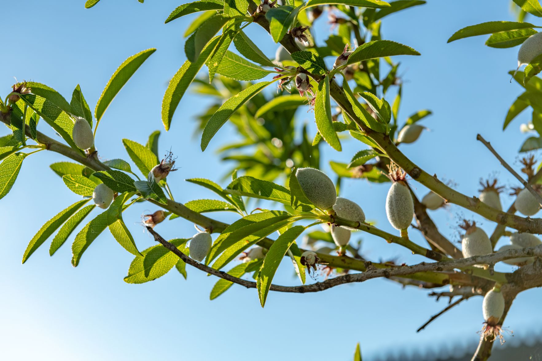 sustainable sourcing practices in furniture store - forest