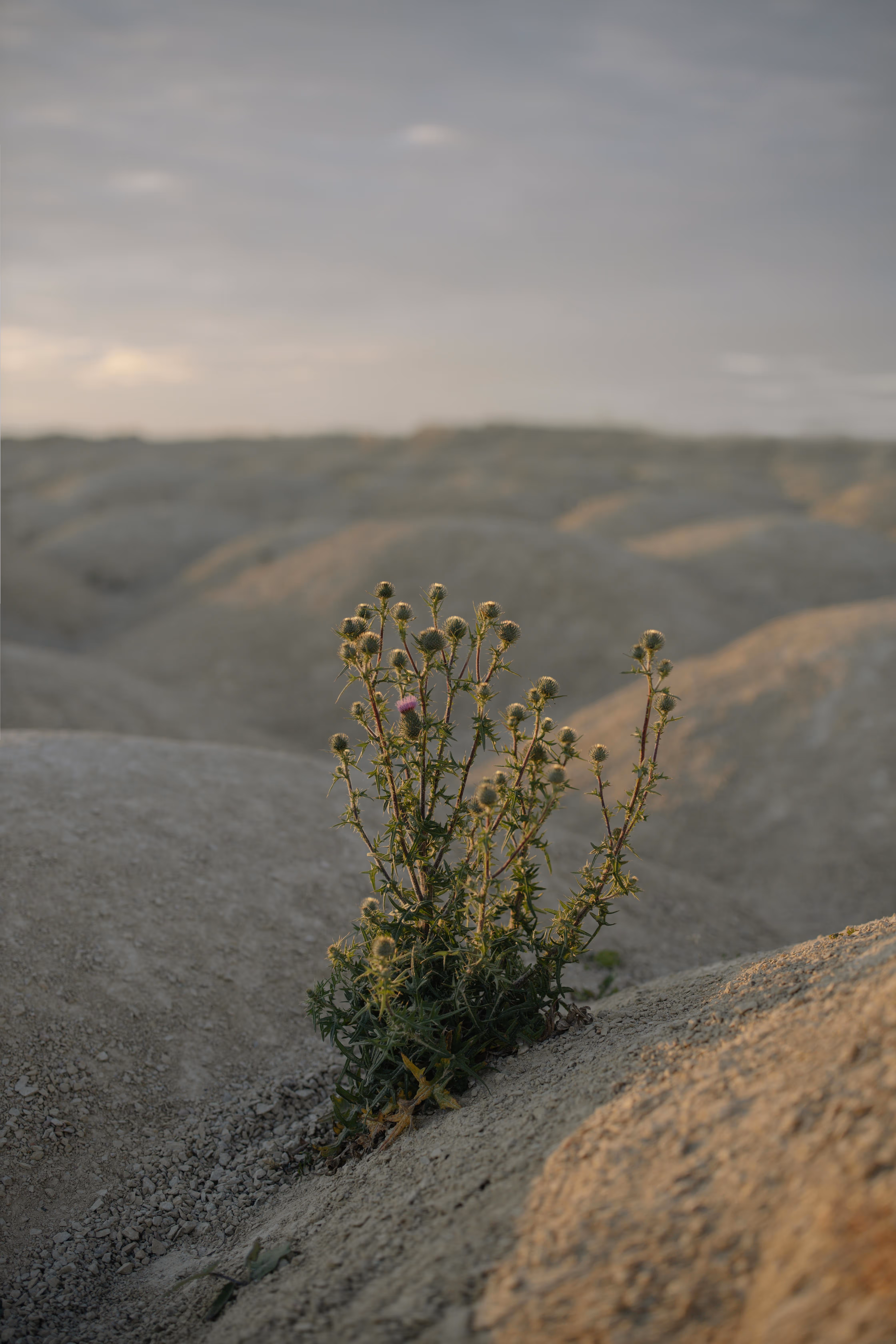 A solitary plant with yellow flowers growing on a rocky terrain, surrounded by barren hills under a cloudy sky.