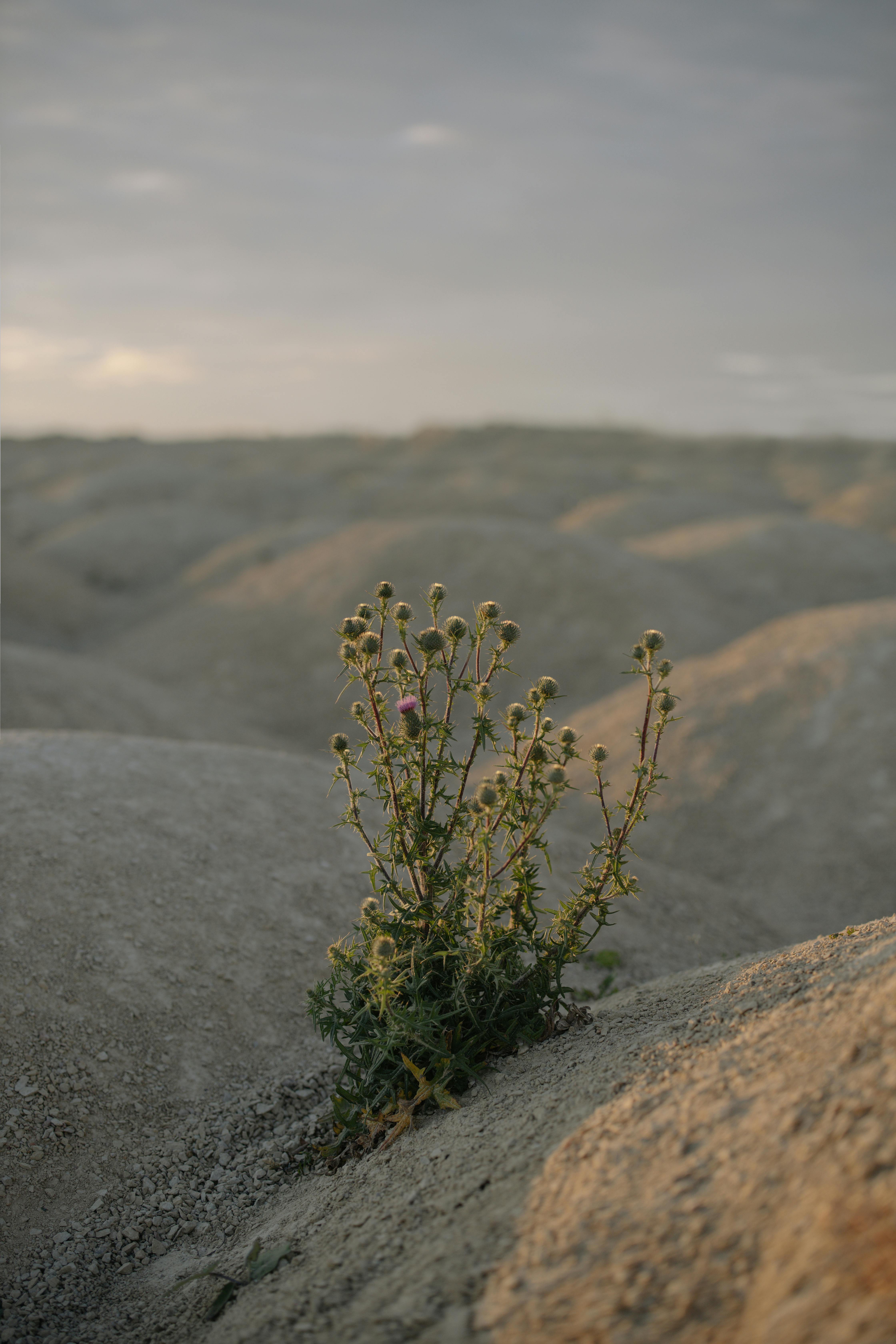 A solitary plant with yellow flowers growing on a rocky terrain, surrounded by barren hills under a cloudy sky.