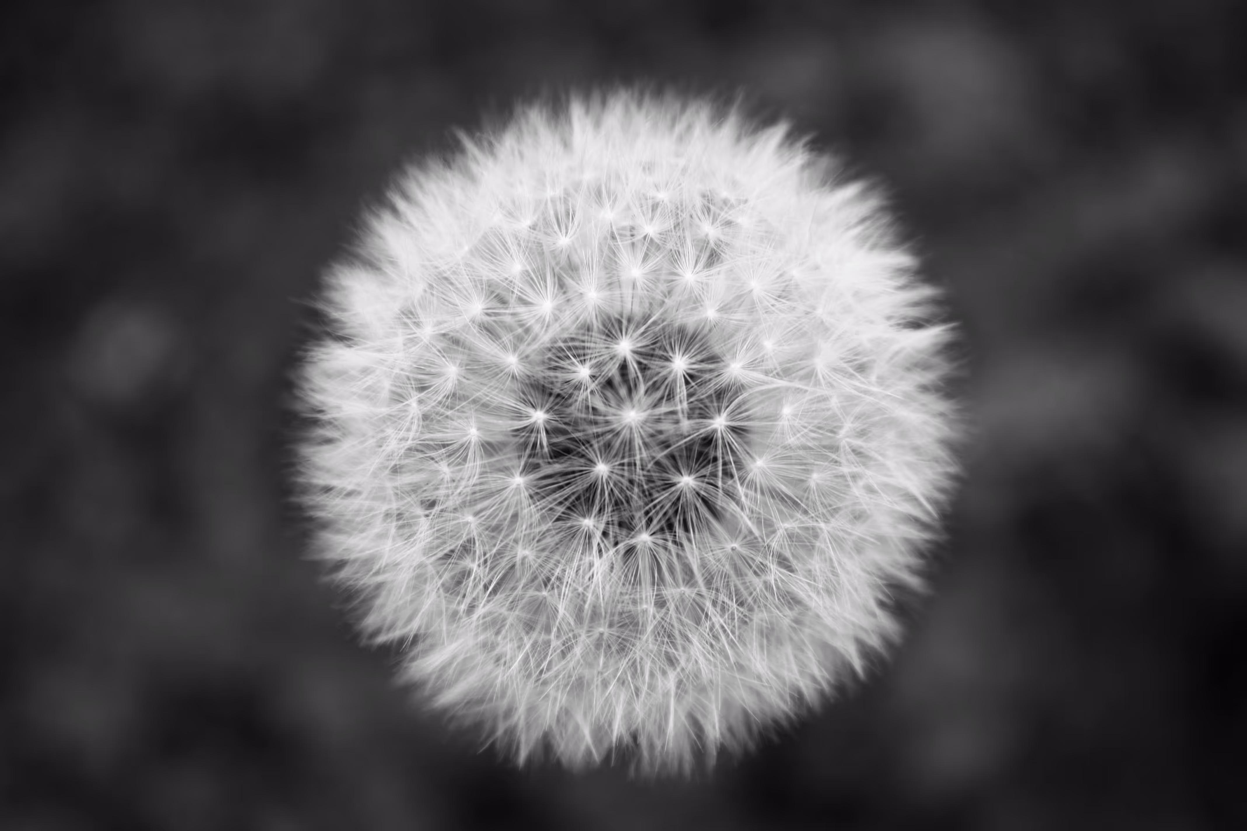 A close-up view of a white dandelion seed head against a blurred black and white background, showcasing its delicate, fluffy seeds.