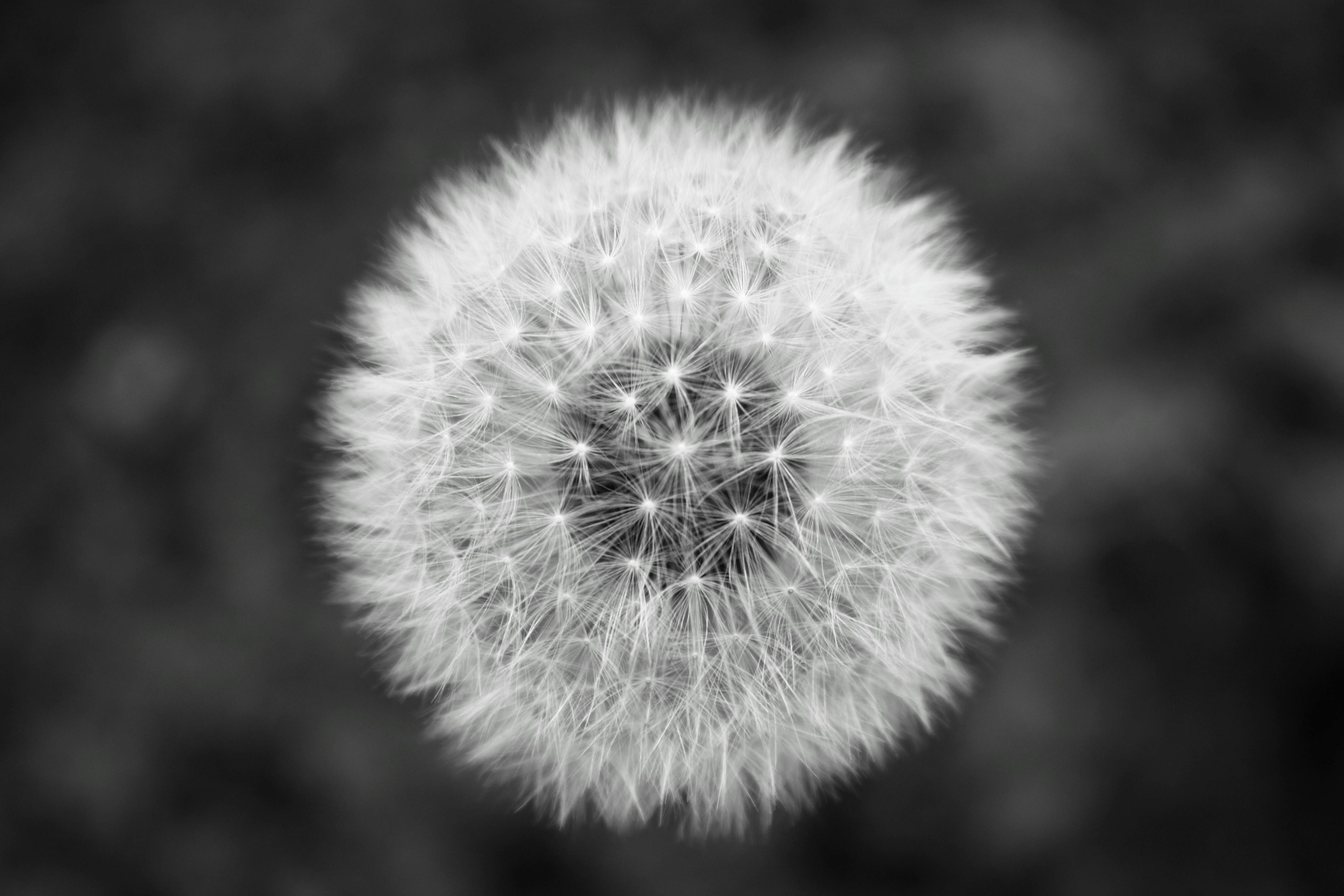 A close-up view of a white dandelion seed head against a blurred black and white background, showcasing its delicate, fluffy seeds.