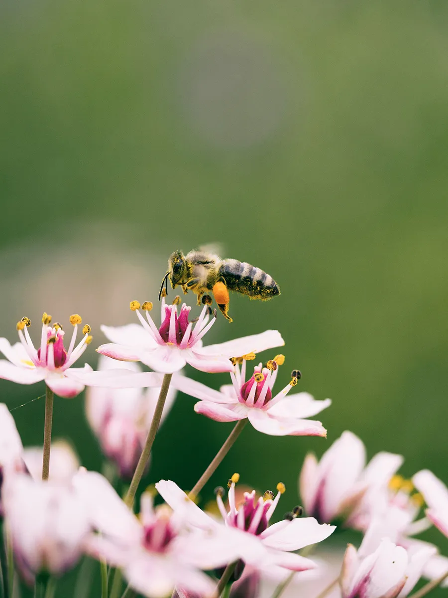 Eine Biene sammelt Nektar auf einer Reihe zarter rosa Blumen vor unscharf grünem Hintergrund.