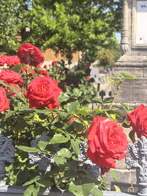 Rose du cimetière de Bourg-la-Reine