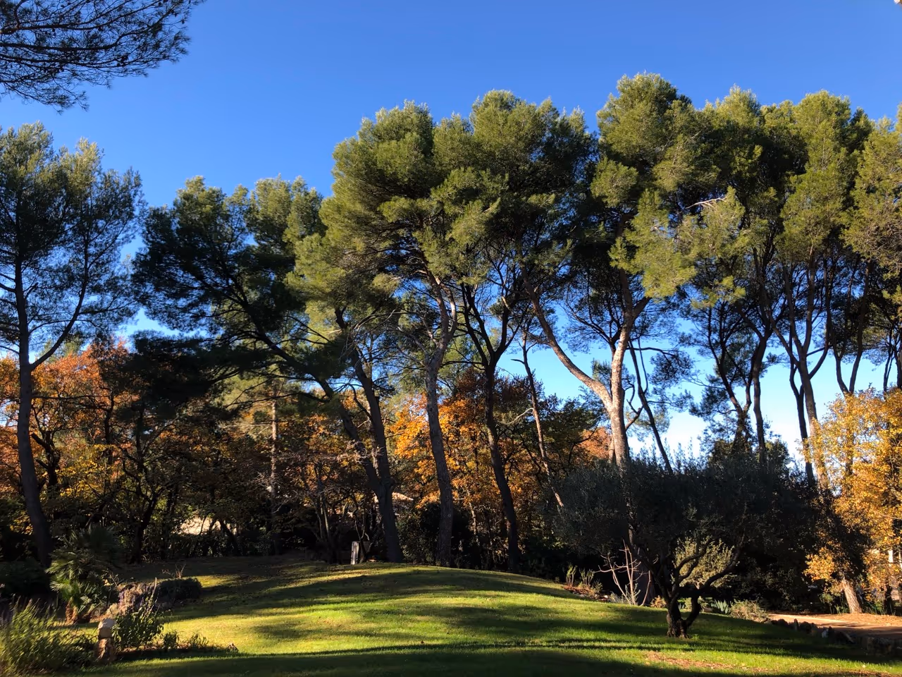 Image d'un terrain avec des pins