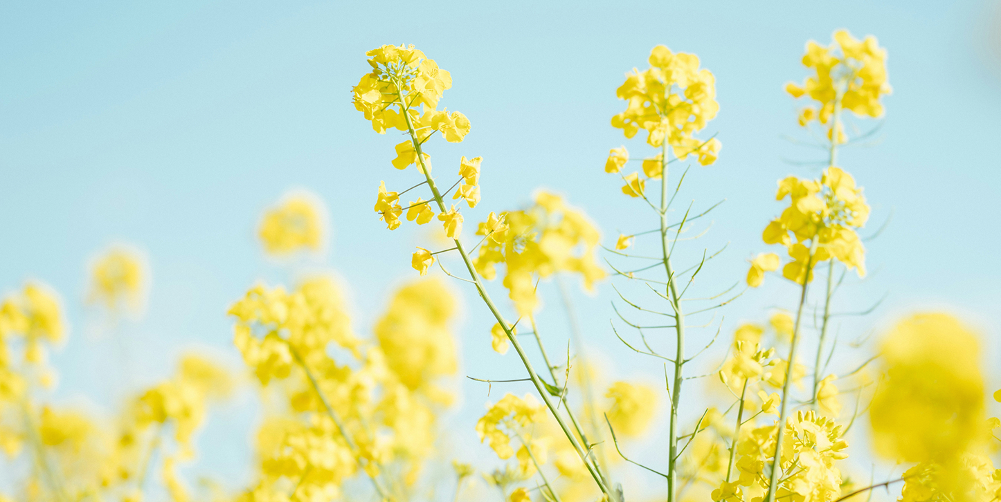 Nahaufnahme gelber Rapsblüten, die sich vor einem klaren, hellblauen Himmel abheben.