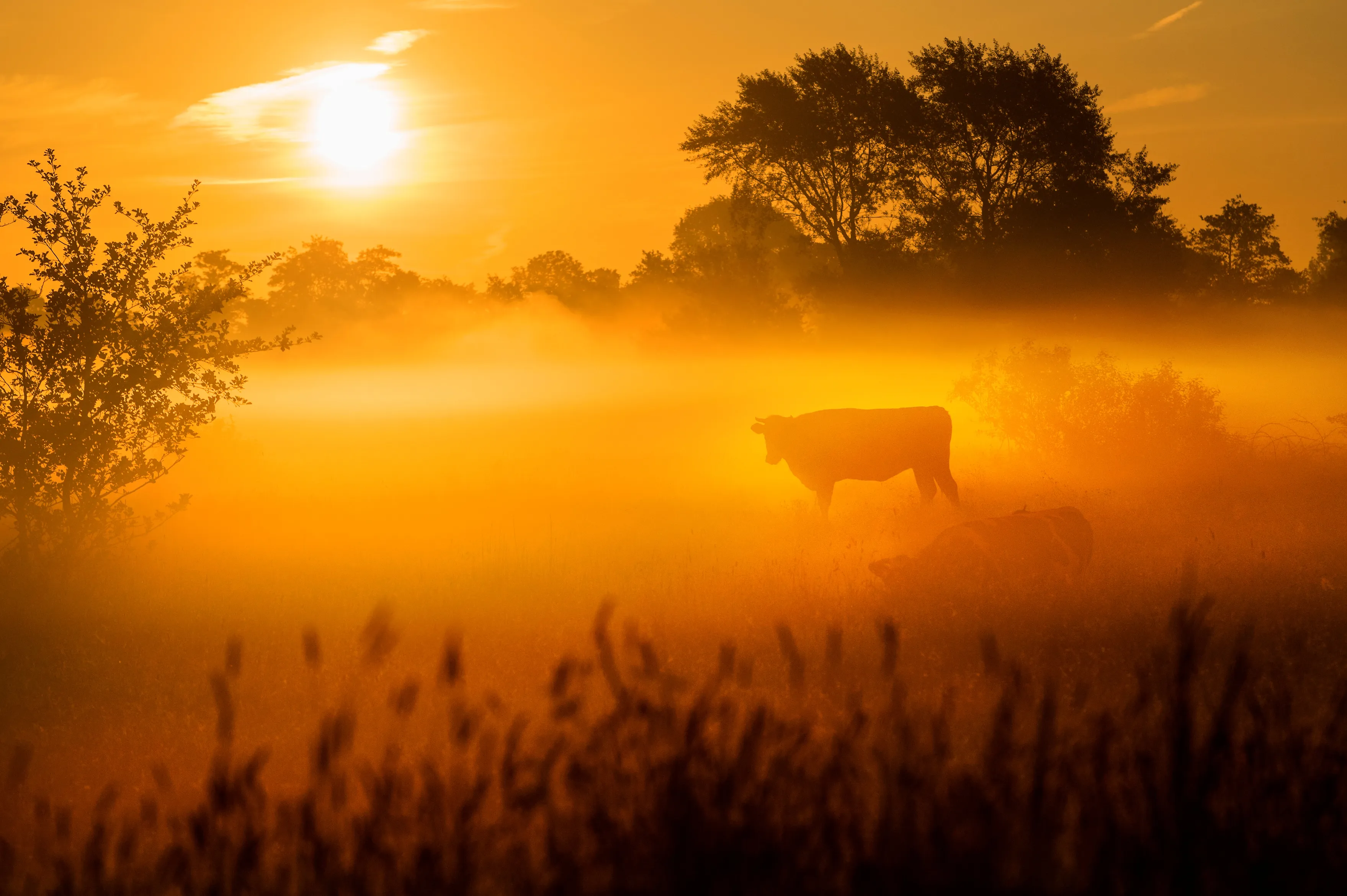 Zonsopkomst met koe in de Noardlike Fryske Walden.