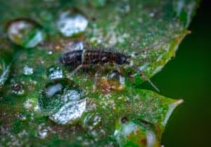 Springtail bug crawling on a wet leaf - extreme closeup 