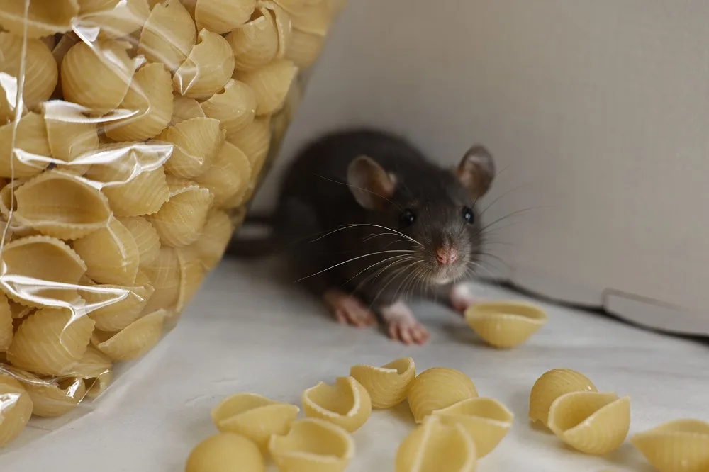 7 Steps to Get Rid of Rats in Your House